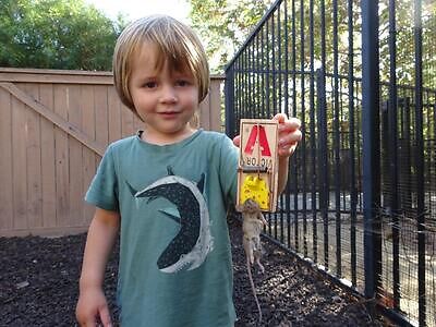 Athens-Clarke rodent trapping