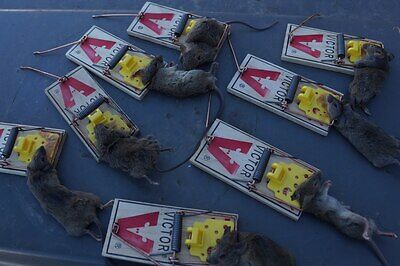 rodent trapping